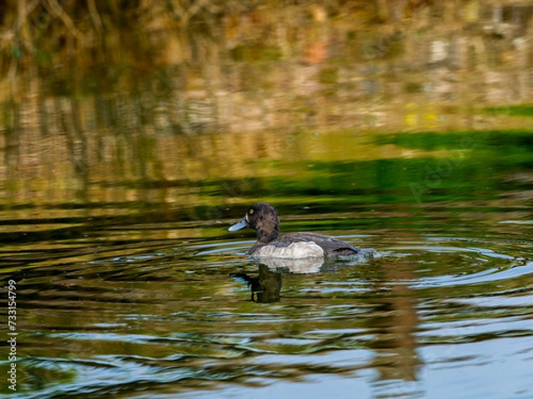 Fototapeta キンクロハジロ