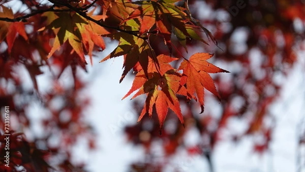 Fototapeta 奈良の紅葉