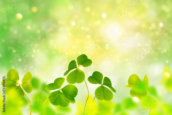 Fototapeta Green clover leaves on a background summer landscape. St.Patrick 's Day