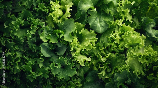 Fototapeta green background, texture of fresh lettuce leaves, top view