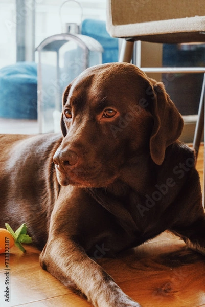 Obraz labrador retriever dog