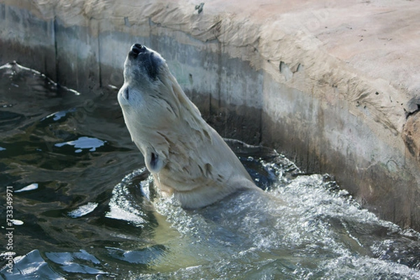 Fototapeta Polar bear close-up