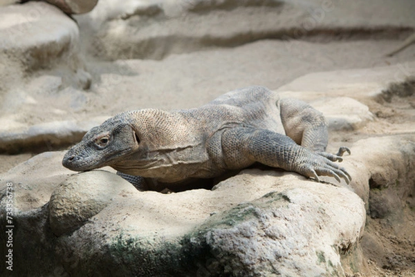 Fototapeta The dragon comodo is on the biggest lizards on the earth.