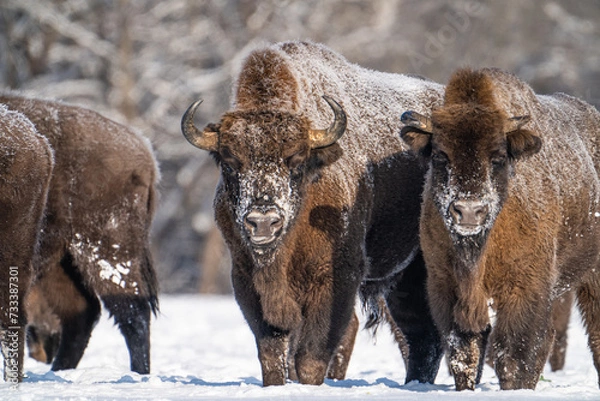 Obraz Bisons in snow