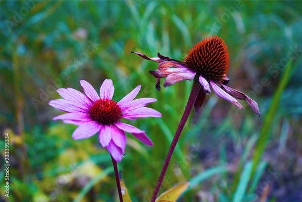 Obraz echinacea flower green grass