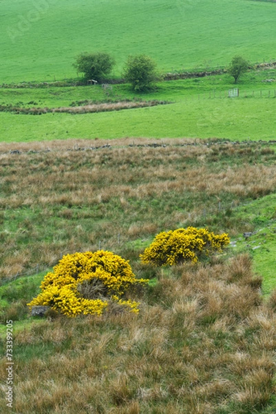 Fototapeta Landschaft mit Ginster im Clyde muirshiel regional park, bei Greenock, Inverclyde, Schottland