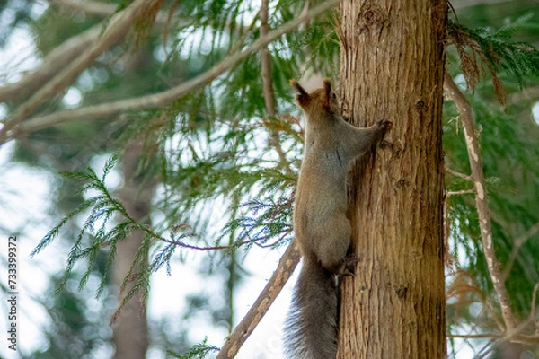 Obraz 冬のエゾリス（北海道札幌市中央区）