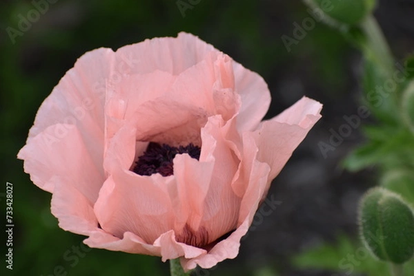 Obraz pink poppy