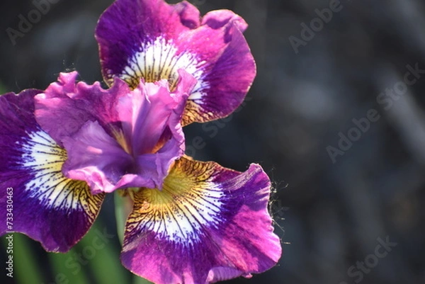 Obraz Purple Iris