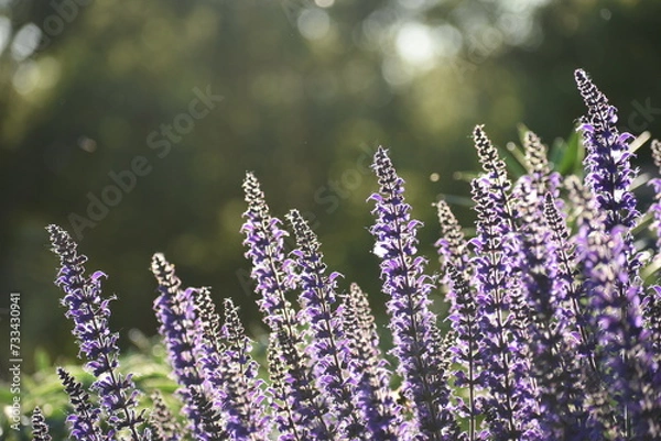 Obraz Purple Salvia