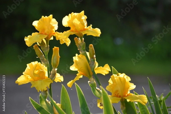 Obraz Yellow Iris