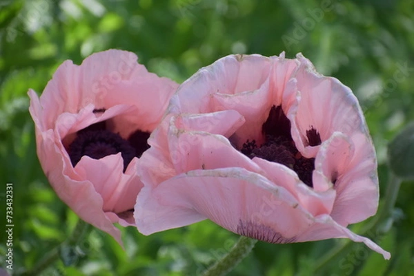 Obraz Pink Poppy
