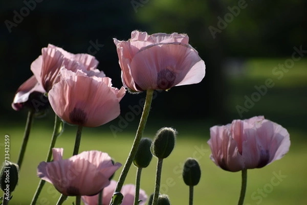 Obraz Pink Poppy