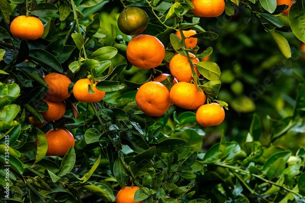 Fototapeta Tangerines on a branches with green leaves on tree. Tangerine tree with ripe fruits. 