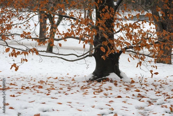 Obraz tree in the snow