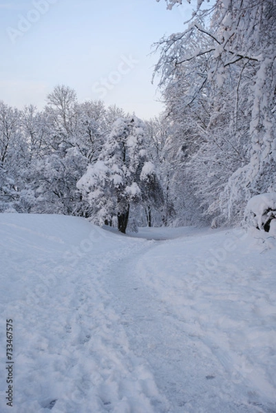 Obraz snow covered trees in winter