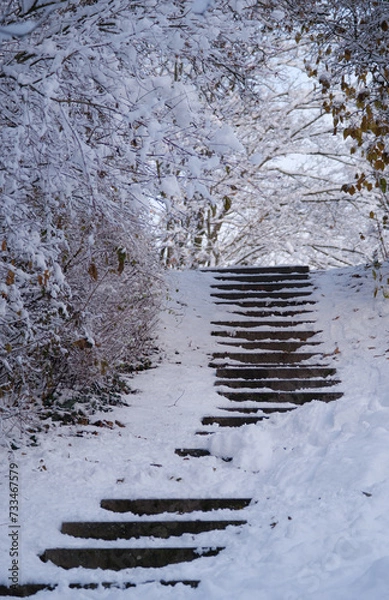Obraz path in the forest covered with snow