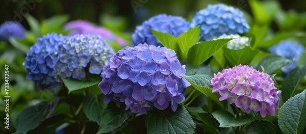 Obraz Stunning Hydrangea: Beautiful Blooming Flowers in a Serene Garden