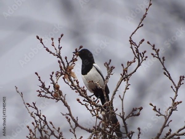 Obraz bird on a tree
