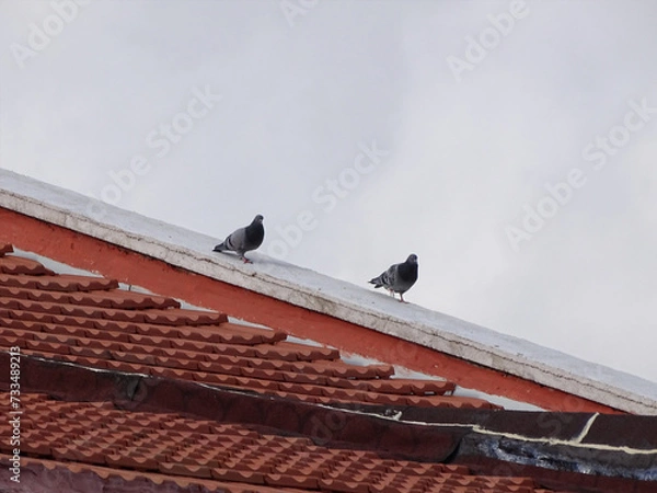 Obraz birds on roof
