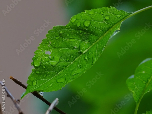 Obraz water drops on leaf