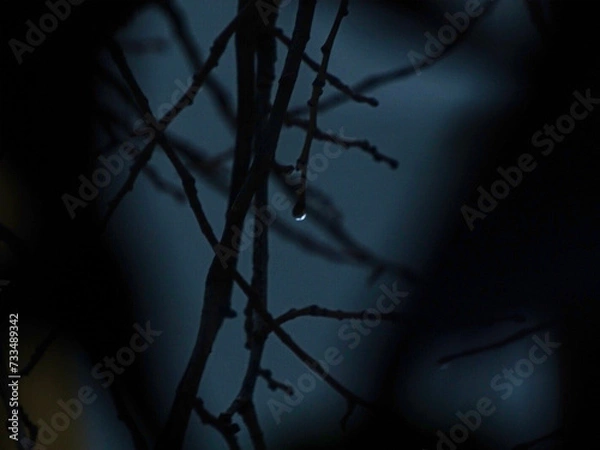 Obraz tree in the dark