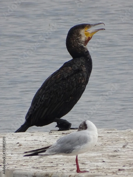 Obraz bird on the water