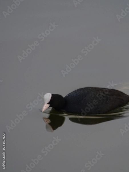 Obraz coot in the water