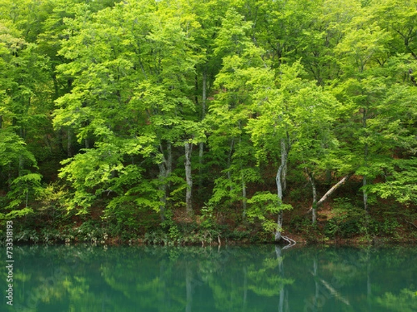 Obraz 新緑のブナ林