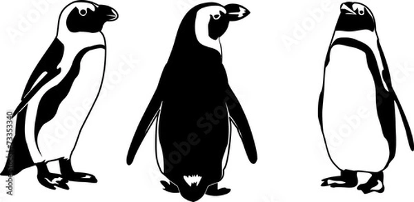 Fototapeta PENGUIN