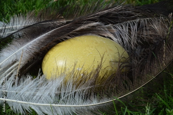 Obraz Nanduei mit Federn