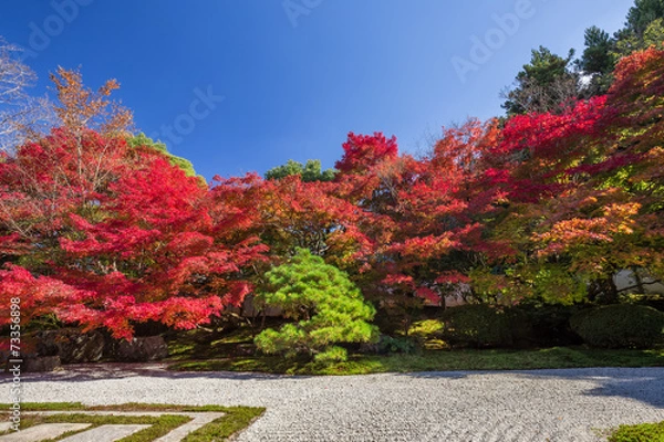 Fototapeta 秋の天授庵