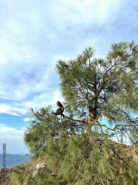 Fototapeta Two wild monkeys sitting in a tree