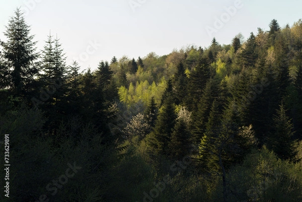Obraz Coniferous forest in early spring in sunlight. The concept of wildlife and beauty of the earth. Texture, background fir forest wallpaper green forest top view.