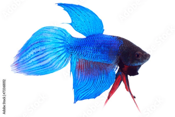Obraz Siamese fighting fish (Betta splendens), on white background