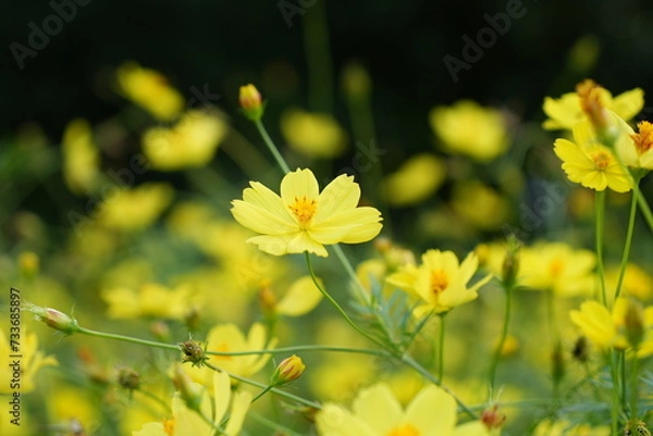 Fototapeta 黄色いコスモス