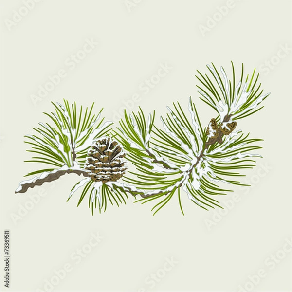 Obraz Pine branch with snow and pine cone christmas theme vector