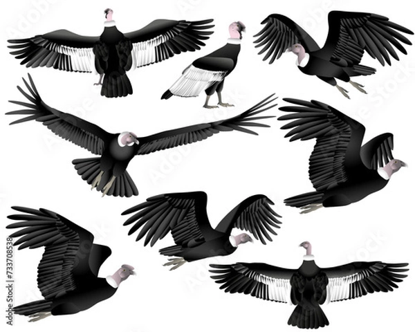 Fototapeta Collection of andean condor vulture bird in colour image