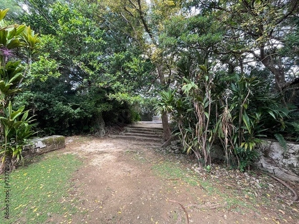 Fototapeta 浦添の森