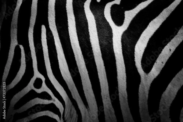 Obraz zebra skin