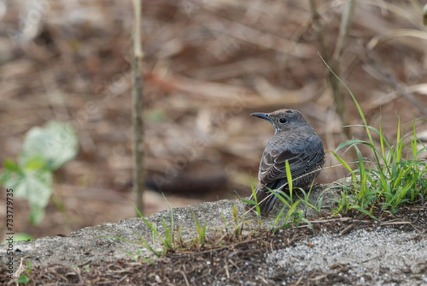 Obraz 沖縄県宮古島　イソヒヨドリ