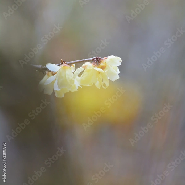 Obraz 黄色いロウバイの花
