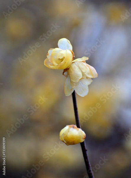 Obraz 黄色いロウバイの花