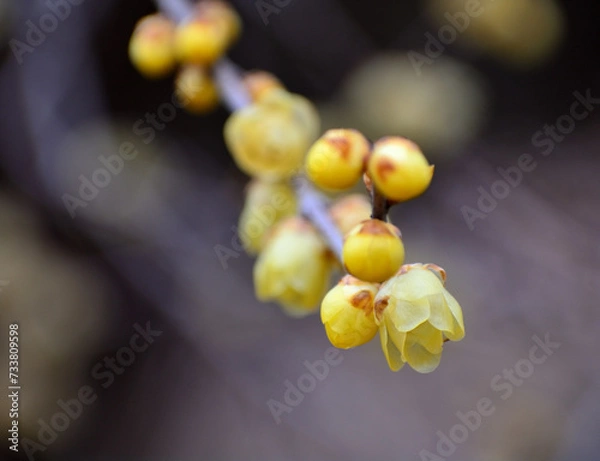 Obraz 黄色いロウバイの花