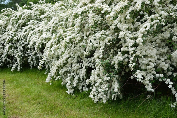 Obraz White spirea