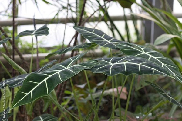 Obraz Alocasia