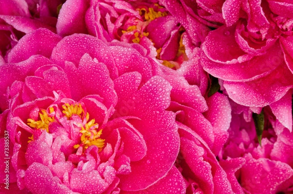 Obraz peony