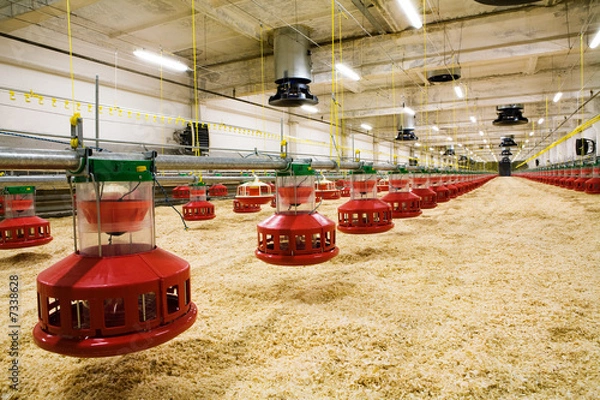 Obraz poultry farm
