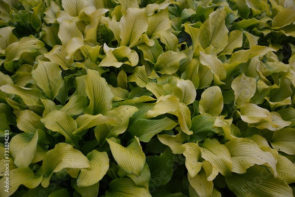 Fototapeta Dense carpet of golden hosta leaves