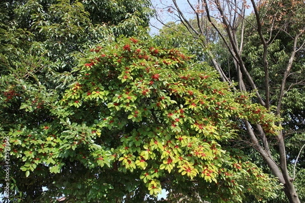 Obraz クロガネモチの木　赤い実